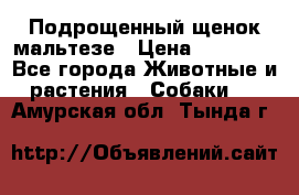 Подрощенный щенок мальтезе › Цена ­ 15 000 - Все города Животные и растения » Собаки   . Амурская обл.,Тында г.